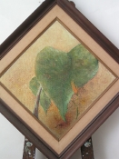 Elephant Ears